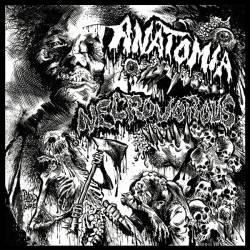 Anatomia : Anatomia - Necrovous
